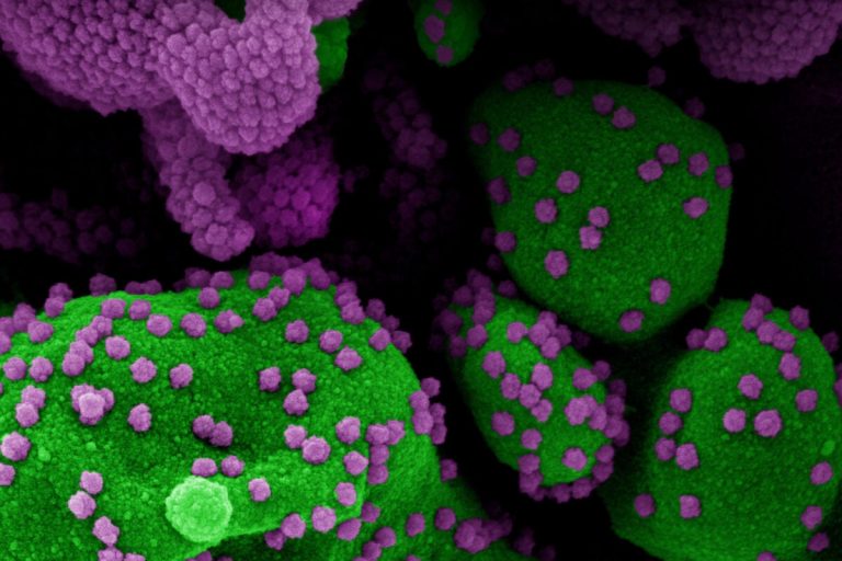 COVID survivors may have four months of protection